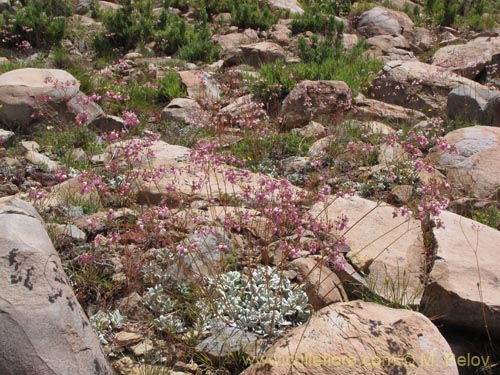 Image of Calceolaria cana (Salsilla / Zarcilla). Click to enlarge parts of image.