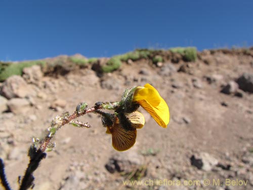Bild von Adesmia sp. #3113 (). Klicken Sie, um den Ausschnitt zu vergrössern.