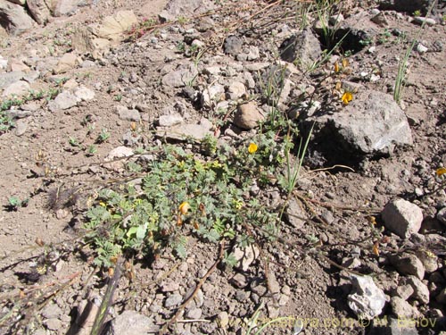 Bild von Adesmia sp. #3113 (). Klicken Sie, um den Ausschnitt zu vergrössern.