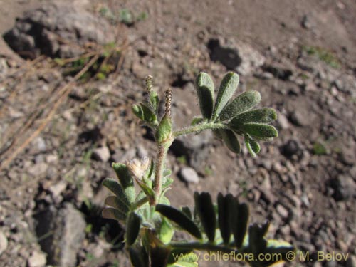 Bild von Adesmia sp. #3113 (). Klicken Sie, um den Ausschnitt zu vergrössern.