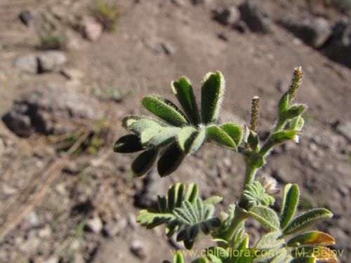 Bild von Adesmia sp. #3113 (). Klicken Sie, um den Ausschnitt zu vergrössern.