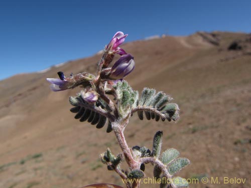 Astragalus sp. #3111의 사진