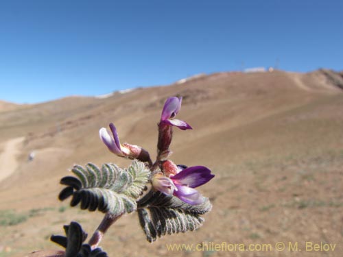 Astragalus sp. #3111의 사진