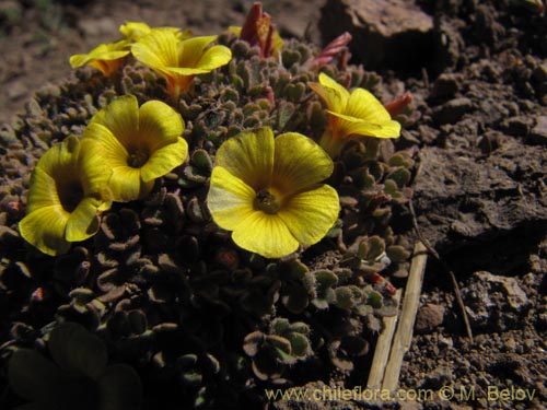 Image of Oxalis compacta (). Click to enlarge parts of image.