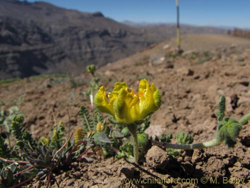 Bild von Loasa caespitosa (). Klicken Sie, um den Ausschnitt zu vergrössern.