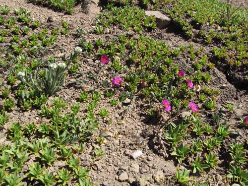 Image of Portulacaceae sp. #3114 (). Click to enlarge parts of image.