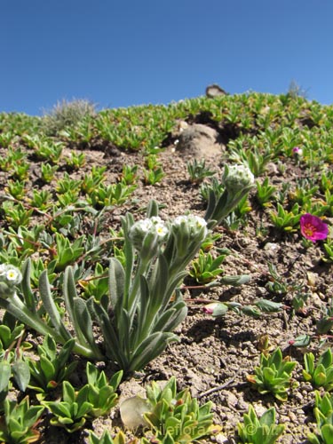 Bild von nicht bestimmte Pflanze sp. #3108 (). Klicken Sie, um den Ausschnitt zu vergrössern.