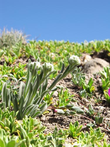 Bild von nicht bestimmte Pflanze sp. #3108 (). Klicken Sie, um den Ausschnitt zu vergrössern.