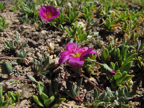 Image of Portulacaceae sp. #3114 (). Click to enlarge parts of image.