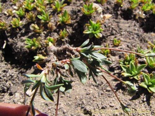 Image of Portulacaceae sp. #3114 (). Click to enlarge parts of image.