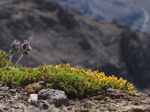 Bild von Anarthrophyllum gayanum (). Klicken Sie, um den Ausschnitt zu vergrössern.