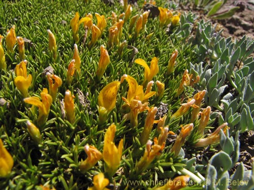 Bild von Anarthrophyllum gayanum (). Klicken Sie, um den Ausschnitt zu vergrössern.