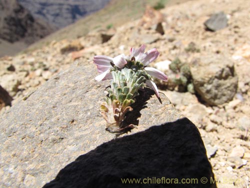 Bild von Chaetanthera sp. #3163 (). Klicken Sie, um den Ausschnitt zu vergrössern.