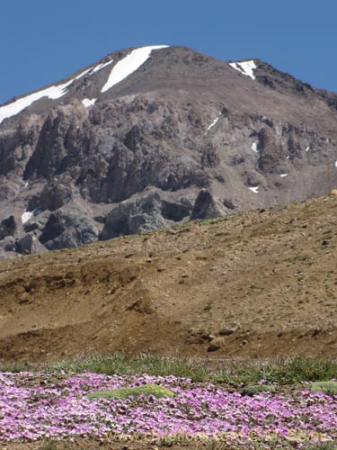 Image of Montiopsis gillesii (). Click to enlarge parts of image.