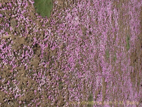 Montiopsis gillesii的照片