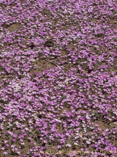 Montiopsis gillesii的照片