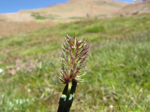 Poaceae sp. #2186의 사진