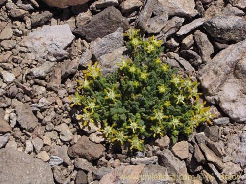 Image of Loasa nana (). Click to enlarge parts of image.