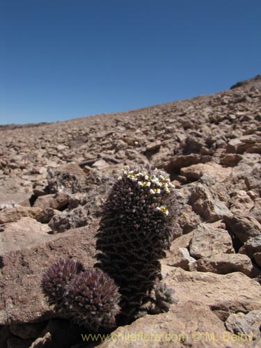 Image of Nassauvia pinnigera (Flor del gringo). Click to enlarge parts of image.