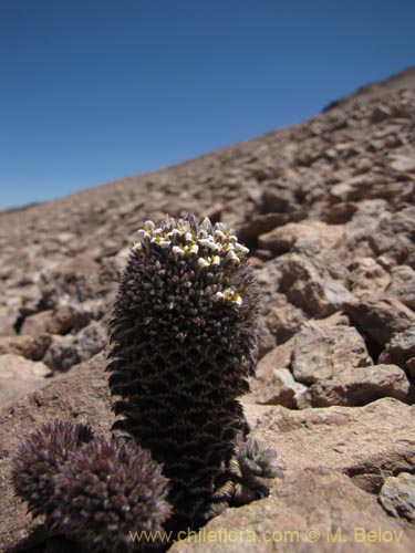 Image of Nassauvia pinnigera (Flor del gringo). Click to enlarge parts of image.