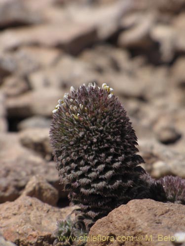 Image of Nassauvia pinnigera (Flor del gringo). Click to enlarge parts of image.