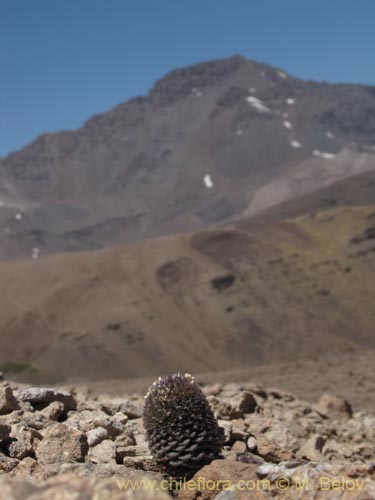 Bild von Nassauvia pinnigera (Flor del gringo). Klicken Sie, um den Ausschnitt zu vergrössern.