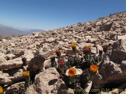 Bild von Senecio sp, #3121 (). Klicken Sie, um den Ausschnitt zu vergrössern.