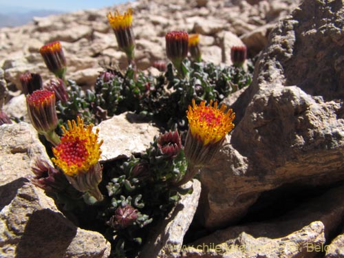 Bild von Senecio sp, #3121 (). Klicken Sie, um den Ausschnitt zu vergrössern.