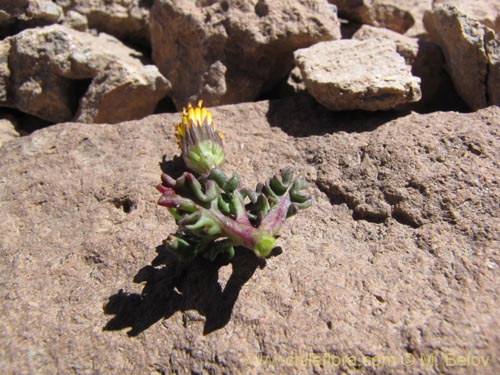 Bild von Senecio sp, #3121 (). Klicken Sie, um den Ausschnitt zu vergrössern.