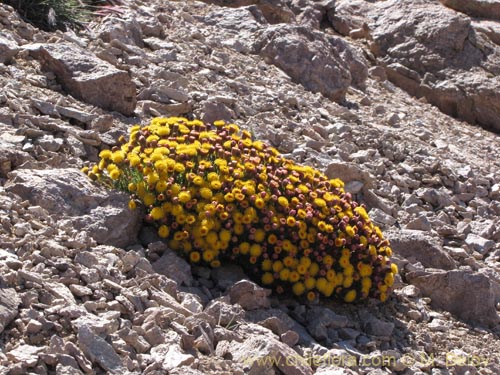 Bild von Senecio sp, #3121 (). Klicken Sie, um den Ausschnitt zu vergrössern.