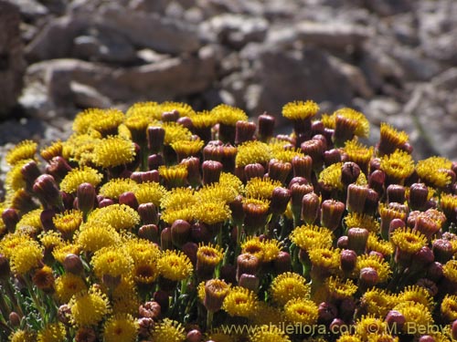 Bild von Senecio sp, #3121 (). Klicken Sie, um den Ausschnitt zu vergrössern.