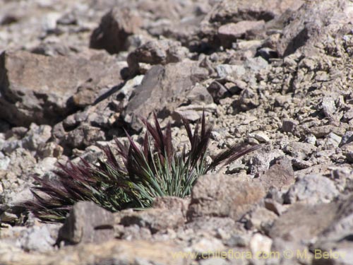 Imágen de Poaceae sp. #3164 (). Haga un clic para aumentar parte de imágen.