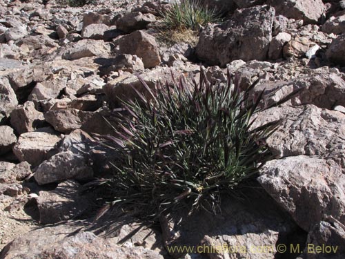 Imágen de Poaceae sp. #3164 (). Haga un clic para aumentar parte de imágen.