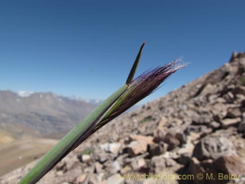 Imágen de Poaceae sp. #3164 (). Haga un clic para aumentar parte de imágen.