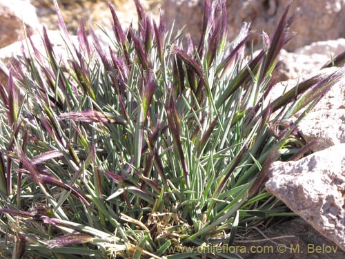 Poaceae sp. #3164의 사진