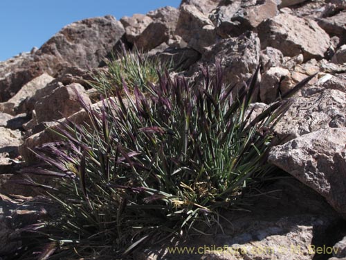 Poaceae sp. #3164의 사진