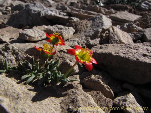 Bild von Calandrinia caespitosa (). Klicken Sie, um den Ausschnitt zu vergrössern.