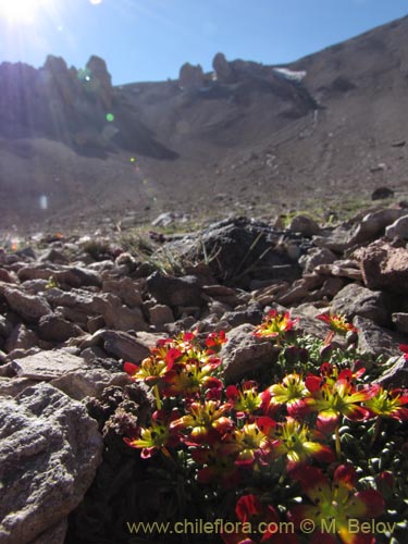 Bild von Calandrinia caespitosa (). Klicken Sie, um den Ausschnitt zu vergrössern.