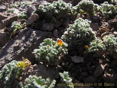 Bild von Adesmia sp. #3112 (). Klicken Sie, um den Ausschnitt zu vergrössern.