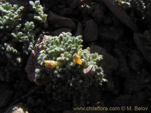 Bild von Adesmia sp. #3112 (). Klicken Sie, um den Ausschnitt zu vergrössern.