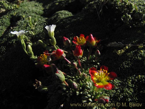 Bild von Calandrinia caespitosa (). Klicken Sie, um den Ausschnitt zu vergrössern.