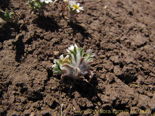 Bild von Chaetanthera sp. #3163 (). Klicken Sie, um den Ausschnitt zu vergrössern.
