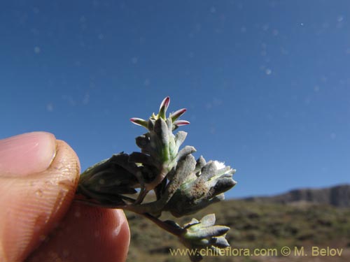 Bild von Chaetanthera sp. #3163 (). Klicken Sie, um den Ausschnitt zu vergrössern.