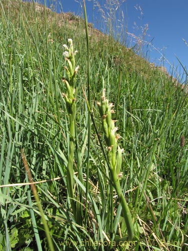 Chloraea chica의 사진