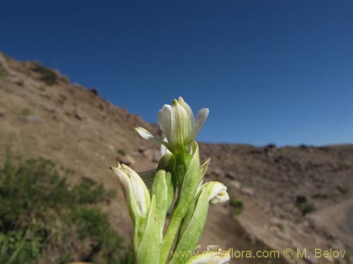 Chloraea chica의 사진