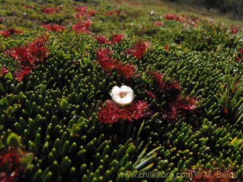 Image of Drosera uniflora (). Click to enlarge parts of image.