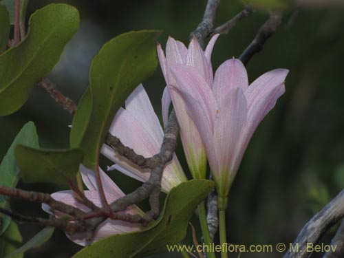 Image of Rhodophiala moelleri (). Click to enlarge parts of image.