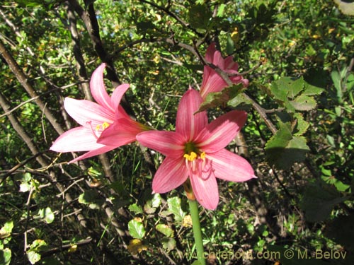 Image of Rhodophiala moelleri (). Click to enlarge parts of image.