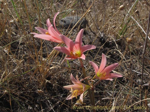 Bild von Rhodophiala bakeri (). Klicken Sie, um den Ausschnitt zu vergrössern.
