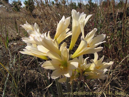 Bild von Rhodophiala bakeri (). Klicken Sie, um den Ausschnitt zu vergrössern.